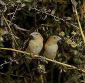 African Silverbill 's couple