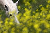 Camargue horse grazing in a field of Oilseed Rape France