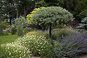 Pear tree 'Pendula' and mixed-border in a garden