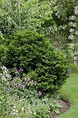 Japanese Cedar in a garden