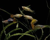 Group of guppies in aquarium