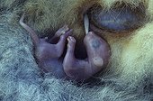Common Brushtail Possum Pouch Embryo  New Zealand