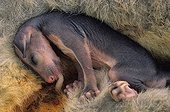Common Brushtail Possum Pouch Embryo  New Zealand