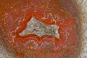 Coupe d'un fémur d'Allosaure cristallisé Utah USA
