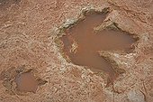 Empreinte fossile de Thérapode du Jurassique Arizona USA
