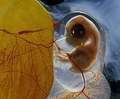 6 days-old chicken embryo