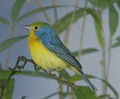Orange-breasted Bunting
