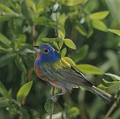 Painted Bunting