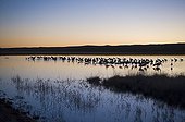 Sandhill Cranes ; Sandhill Cranes Grus canadensis on roosting pond Bosque Del Apache New Mexico USA January