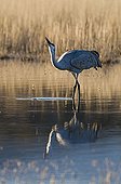 Sandhill Crane ; Sandhill Crane Grus canadensis drinking Bosque del Apache New Mexico January USA