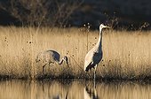 Sandhill Cranes ; Sandhill Cranes Grus canadensis pair Bosque del Apache New Mexico January USA