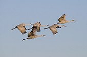 Sandhill Cranes ; Sandhill Cranes Grus canadensis Bosque Del Apache New Mexico USA January