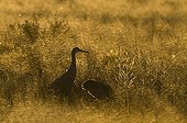 Sandhill Crane ; Sandhill Crane Grus canadensis Bosque Del Apache New Mexico USA January