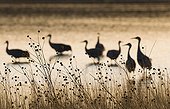 Sandhill Cranes ; Sandhill Cranes Grus canadensis on roosting pond Bosque del Apache New Mexico USA January