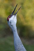 Sandhill Crane ; Sandhill Crane Grus canadensis calling Bosque del Apache New Mexico USA