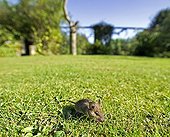 EMPEROR PENGUINS ; HOUSE MOUSE (Mus musculus) scurrying across garden lawn, Kent, UK