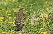 CHIMAGO CARACARA ; CHIMAGO CARACARA Milvago chimango Tierra del Fuego Argentina November