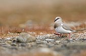 MAGELLANIC PLOVER ; MAGELLANIC PLOVER Pluvianellus socialis Tierra del Fuego Chile November NOTE: Critically endangered estimated 750 pairs