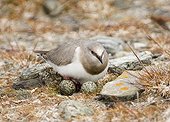 MAGELLANIC PLOVER ; MAGELLANIC PLOVER Pluvianellus socialis Tierra del Fuego Chile November NOTE: Critically endangered estimated 750 pairs