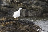 KELP GOOSE ; KELP GOOSE Chloephaga hybrida male on shore Tierra del Fuego NP Argentina November