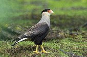 CRESTED CARACARA ; CRESTED CARACARA Caracara piancus, Tierra del Fuego NP, Argentina, November