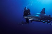 Requin Bordé et plongeur Afrique du Sud Océan Indien