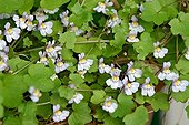 Cymbalaria murialis