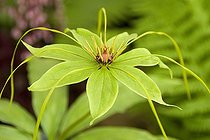 Paris polyphylla