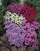 Aster novi-belgii, Aster ericoides mixed