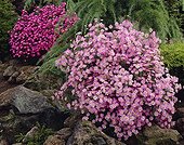 Aster ericoides Pink Star