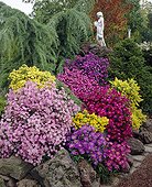 Aster novi-belgii, Aster ericoides mixed