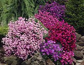 Aster novi-belgii, Aster ericoides mixed