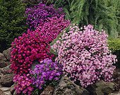 Aster novi-belgii, Aster ericoides mixed