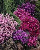 Aster novi-belgii, Aster ericoides mixed