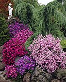Aster novi-belgii, Aster ericoides mixed