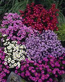 Aster novi-belgii, Aster ericoides mixed