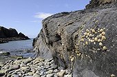 Shells on rock PN Pembrokeshire Coast Wales UK