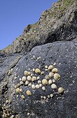 Shells on rock PN Pembrokeshire Coast Wales UK