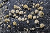 Shells on rock PN Pembrokeshire Coast Wales UK