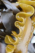 Pembrokeshire Coast NP brown algae Wales UK 