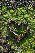 Heart made with acorns on moss in a garden in winter