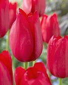 Tulipa Grande Douceur