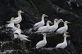Northern Gannets on cliff Grassholm Island Wales  ; 2nd largest colony of Northern Gannets in the world 