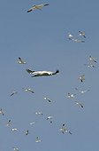 Northenr Gannets on flight Grassholm Island Wales  ; 2nd largest colony of Northern Gannets in the world