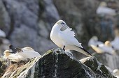 Northern Gannets on cliff Grassholm Island Wales  ; 2nd largest colony of Northern Gannets in the world