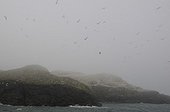 Sea birds in the mist Grassholm Island Wales  ; 2nd largest colony of Northern Gannets in the world