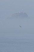 Sea bird in flight and lighthouse in the fog Wales