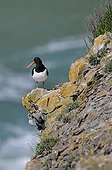 Oystercatcher on rock Pembrokeshire NP Wales