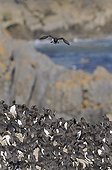 Common Guillemot colony on Stacks Rocks Wales