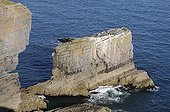 Common Guillemot colony on Stacks Rocks Wales
